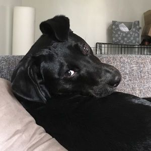 Meet your Posher, Rachel